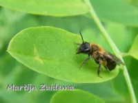 Tweekleurige zandbij [Andrena bicolor]